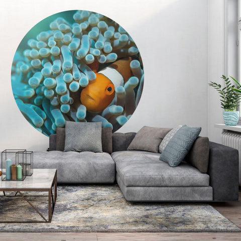 Wallpaper Circle - Anemonefish