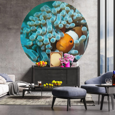 Wallpaper Circle - Anemonefish